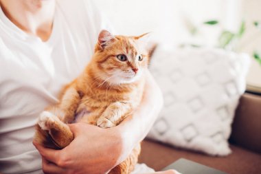 kedi efendisinin yanında evde bir yastık üzerinde yatıyor