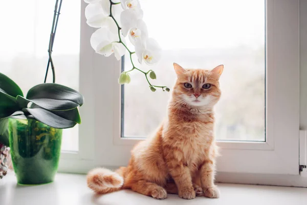 Chat rouge roux assis sur le rebord de la fenêtre près de l'orchidée — Photo