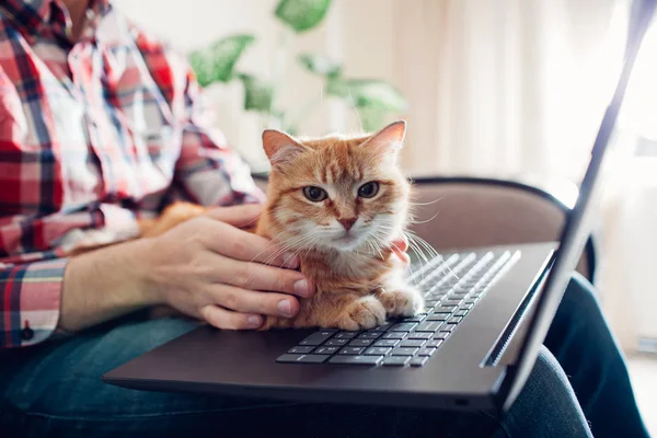 Kırmızı kedi dizüstü bilgisayarın yanında bir serbest çalışanın elinde oturur