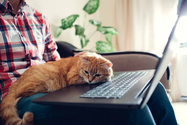 Kırmızı kedi dizüstü bilgisayarın yanında bir serbest çalışanın elinde oturur