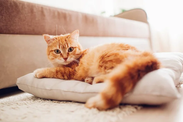 Chat rouge couché sur l'oreiller à la maison . — Photo