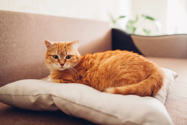 Rode kat liggend op het kussen thuis. — Stockfoto