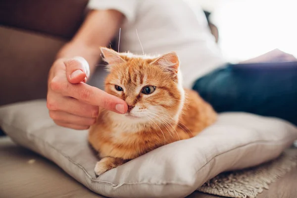 kedi efendisinin yanında evde bir yastık üzerinde yatıyor