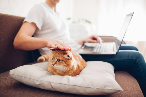 kedi bir dizüstü bilgisayar ile efendisinin yanında evde bir yastık üzerinde yatıyor