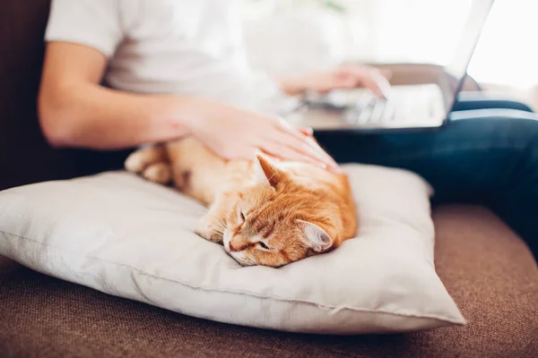 Le chat repose sur un oreiller à la maison près de son maître avec un ordinateur portable — Photo