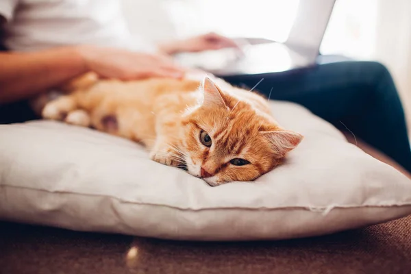 kedi bir dizüstü bilgisayar ile efendisinin yanında evde bir yastık üzerinde yatıyor