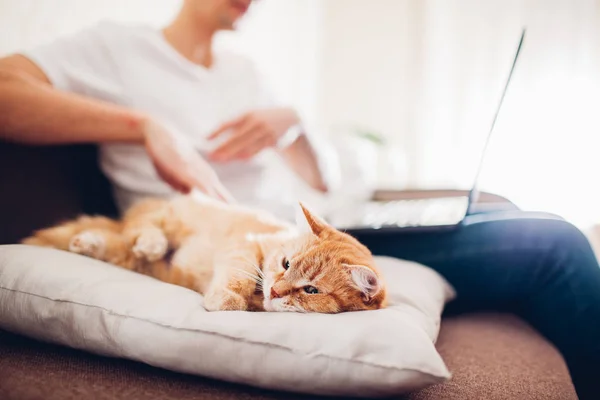 Le chat repose sur un oreiller à la maison près de son maître avec un ordinateur portable — Photo