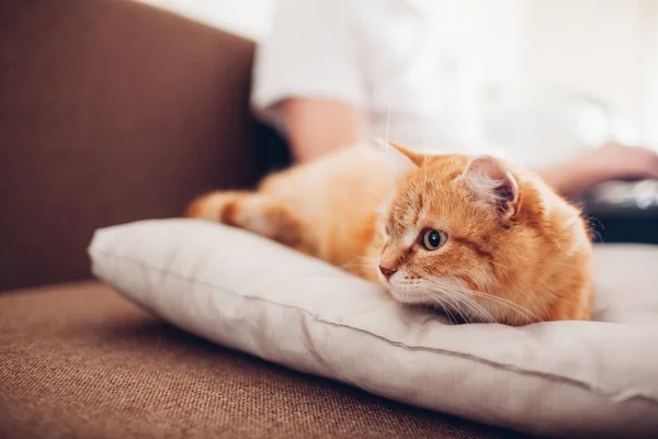 kedi efendisinin yanında evde bir yastık üzerinde yatıyor