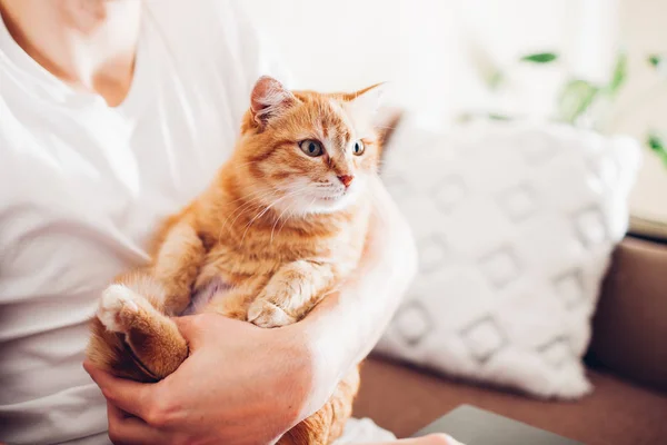 Le chat repose sur un oreiller à la maison près de son maître — Photo