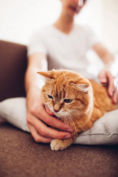 El gato yace sobre una almohada en casa cerca de su amo — Foto de Stock