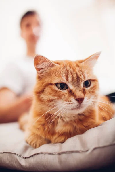 Le chat repose sur un oreiller à la maison près de son maître — Photo