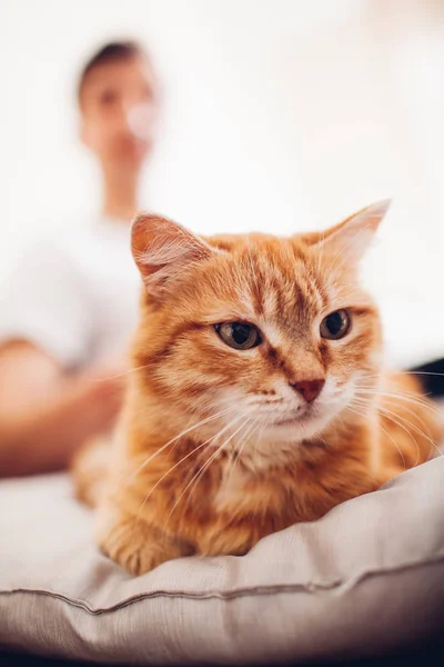 kedi efendisinin yanında evde bir yastık üzerinde yatıyor