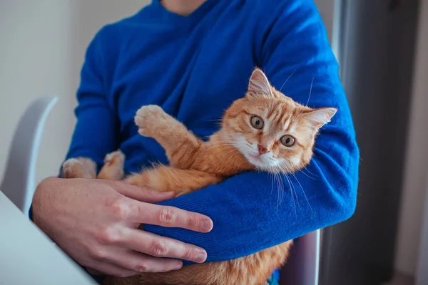 Yakışıklı genç adamın portresi mutfakta kollarında kırmızı bir kedi tutar.