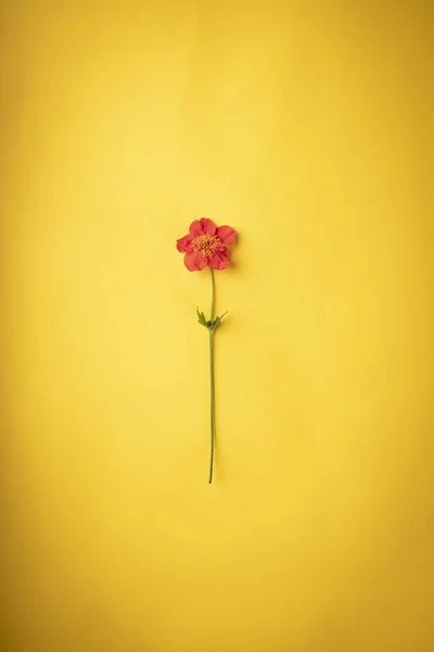 Flor sobre un fondo amarillo. Fondo ocasional . — Foto de Stock