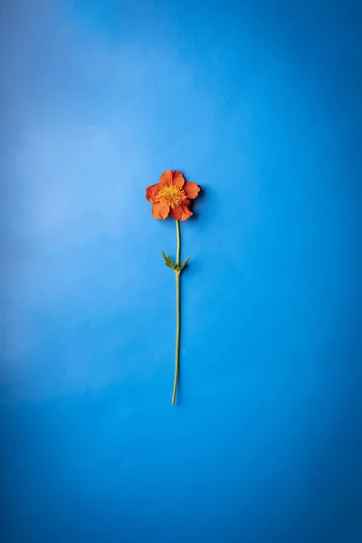 Flor sobre fondo azul. Fondo ocasional . — Foto de Stock