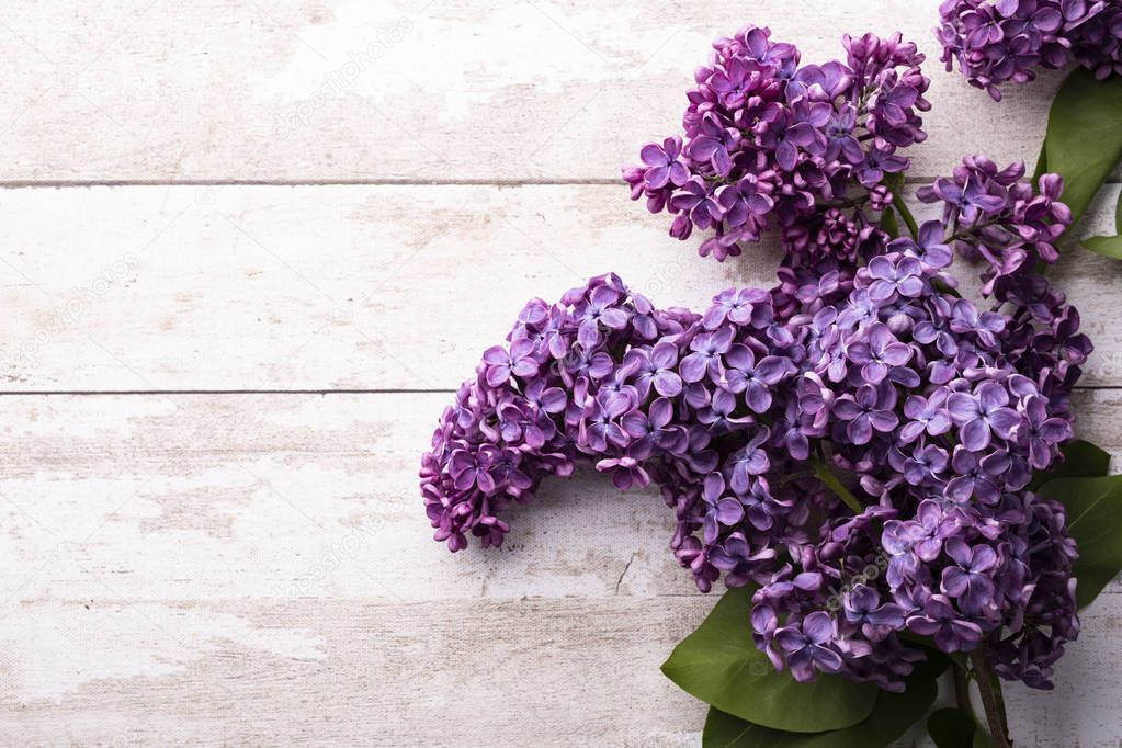 Violet lilac. Beautiful spring flower on a wooden background.