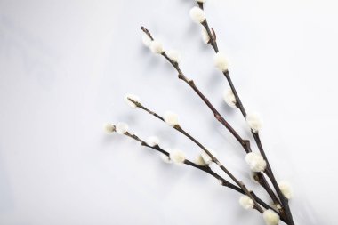 Paskalya, beyaz bir arka plan üzerinde söğüt dalları