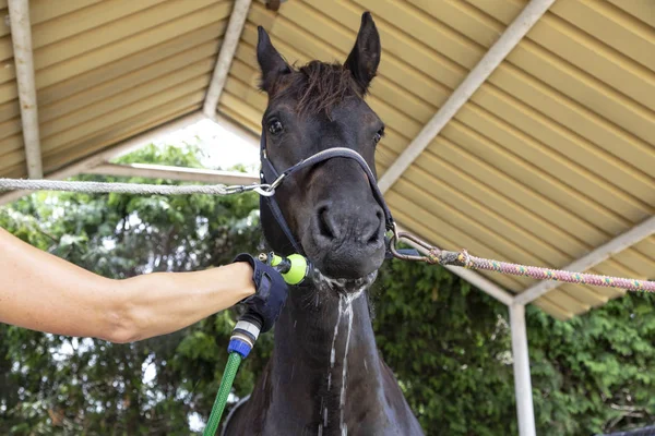 Horse care. Horse bath. A woman cleans a horse.