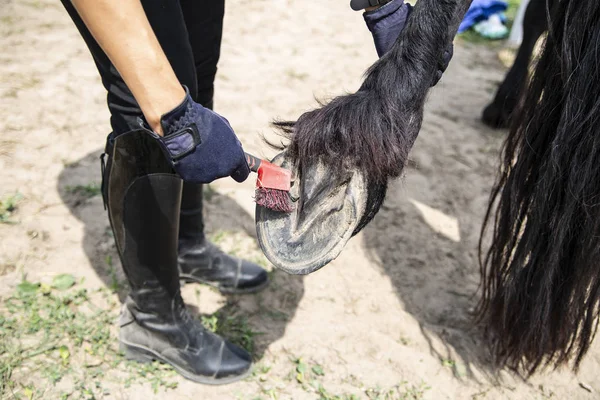 Horse care. Cleaning the horses hooves. A woman cleans a horse.