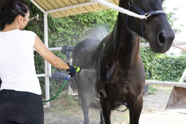 Horse care. Horse bath. A woman cleans a horse.