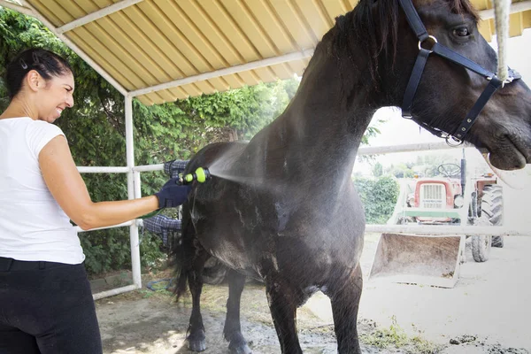 Horse care. Horse bath. A woman cleans a horse.