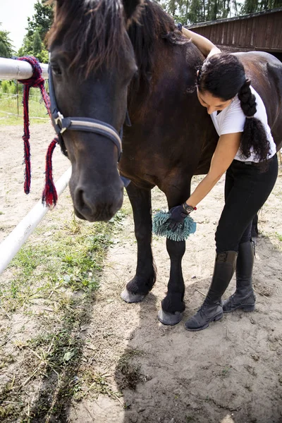 Horse cleaning and care. The woman rider cares for the horse.