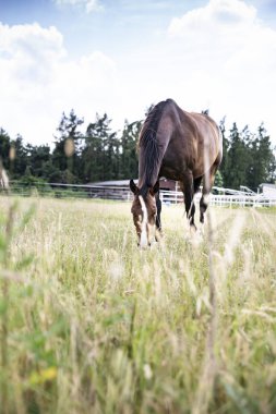 Otlakta otlayan at. At çayırda otluyor.