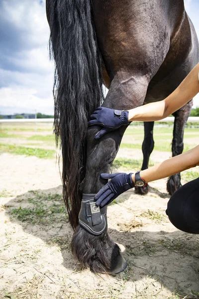 Horse leg protectors, injury prevention. Equestrian events. — Stock Photo, Image
