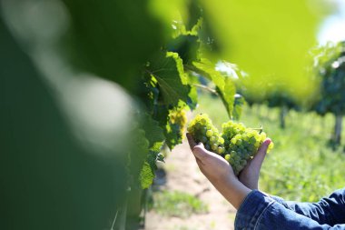 Üzüm. Bağda olgun meyve koleksiyonları