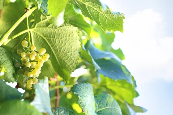 Druiven, een tros groene druiven die in de zon rijden. — Stockfoto