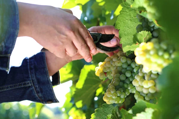 Vintage, a man gathers ripe bunches of grapes. Stock Image