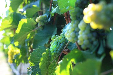 Yeşil üzüm, bir demet yeşil üzüm güneşte olgunlaşmış..