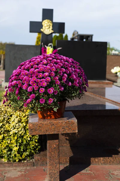 Crisantemos rosados sobre lápida en un cementerio cristiano, en un día soleado. Visitar y decorar tumbas en el Día de Todos los Santos . — Foto de Stock