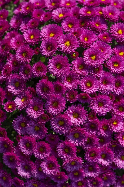 Roze chrysanten, close-up, bovenaanzicht. Bloemen achtergrond. Prachtige herfstbloemen. Bloemen voor Allerheiligen. — Stockfoto