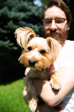 Güneşli bir günde, geçmişi bulanık, küçük bir köpeğin, York 'un, Yorkshire teriyerinin, genç, sakallı bir adamın kollarında dikey görüntüsü. Sahibi ile tatlı bir hayvan.