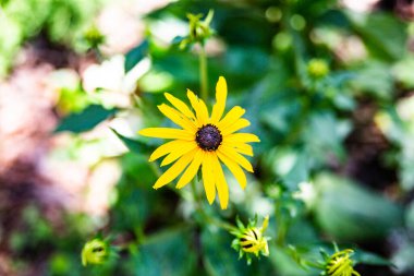 Sarı bahçe çiçeği, yaklaş. Rudbeckia.