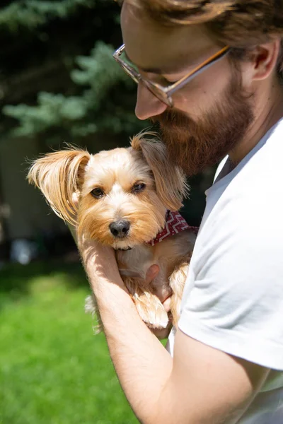 A small dog, a york, yorkshire terrier in arms of a man, on a sunny day,