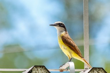 Güneşli bir günde, arka planında bulanıklık olan büyük bir Kiskadee kuşu.