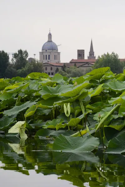 Het Eiland Van Lotusbloemen Voor Kathedraal Van Stad Van Mantua — Stockfoto