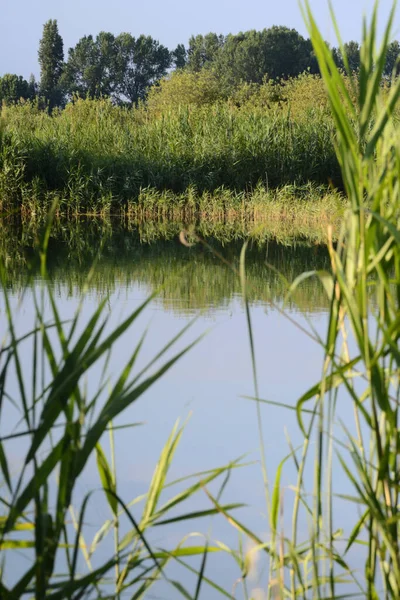 Garzaia Roja Parque Del Río Mincio Lombardia Italia — Foto de Stock