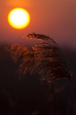 Trzcina na tle wschodzcego soca