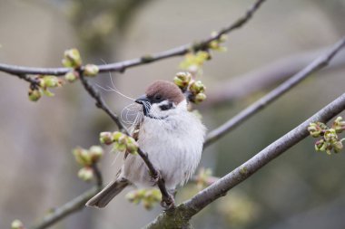 Mazurek na galezi drzewa