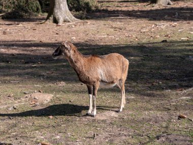 keçi orman üzerinde duruyor