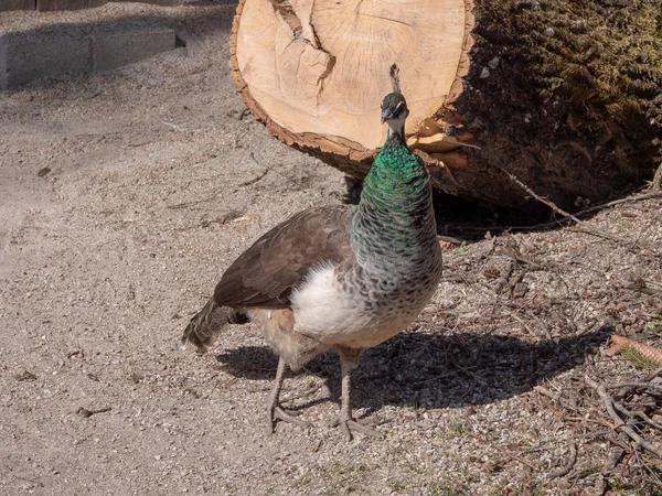 Velha fêmea Peacock está assistindo — Fotografia de Stock