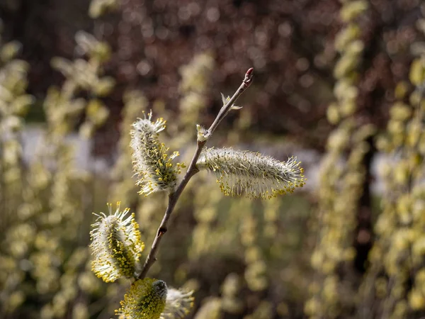 Pussy willow in het voorjaar van — Stockfoto