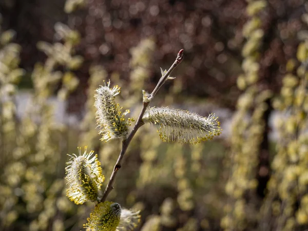 Chatte saule au printemps — Photo