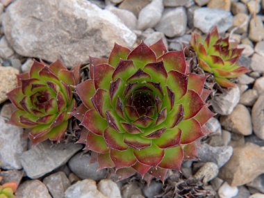 taş duvarda kaktüs