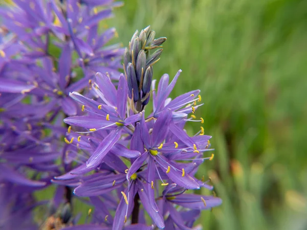 Fioletowy kwiat w ogrodzie — Zdjęcie stockowe