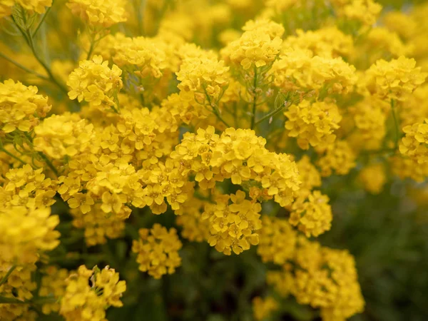 Gele bloemen op een veld — Stockfoto