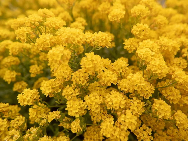 Veld met veel gele bloemen — Stockfoto